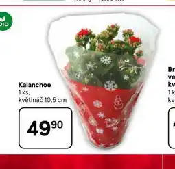 Tesco Kalanchoe nabídka