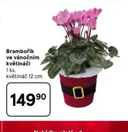 Tesco Brambořík ve vánočním květináči nabídka