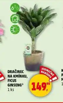 Penny Market DRAČINEC NA KMÍNKU, FICUS GINSENG, 1 ks nabídka
