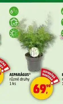Penny Market ASPARAGUS, 1 ks nabídka
