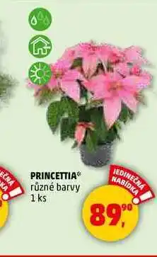 Penny Market شیاPRINCETTIA, 1 ks nabídka