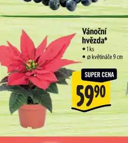 Albert Vánoční hvězda, pr. květináče 9 cm nabídka