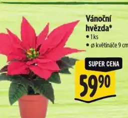 Albert Vánoční hvězda nabídka