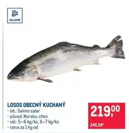 Makro Losos obecný kuchaný nabídka
