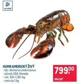 Makro Humr americký živý nabídka