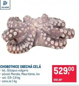Makro Chobotnice obecná celá nabídka