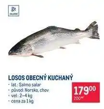 Makro Losos obecný kuchaný nabídka