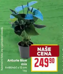 Billa Anturie Blue mix nabídka
