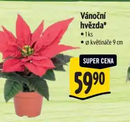 Albert Vánoční hvězda nabídka