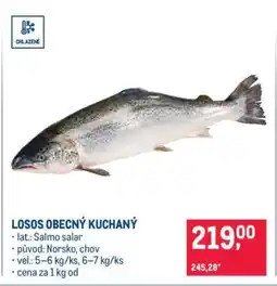 Makro Losos obecný kuchaný nabídka