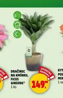 Penny Market Dračinec na kmínku nabídka