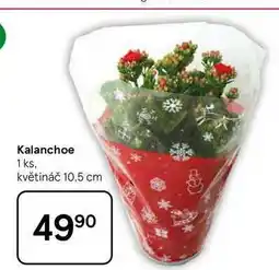 Tesco Kalanchoe, 1 ks, květináč 10,5 cm nabídka