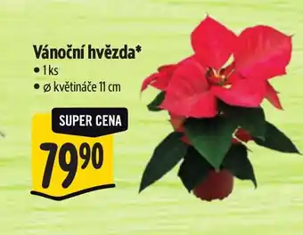 Albert Vánoční hvězda nabídka