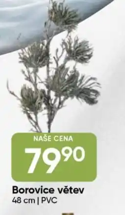 Hruška Borovice větev nabídka