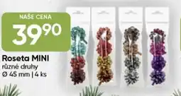 Hruška Roseta Mini nabídka