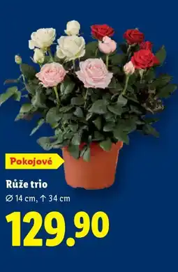Lidl Růže trio nabídka