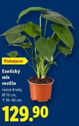 Lidl Exotický mix rostlin nabídka