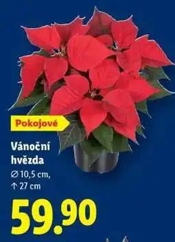 Lidl Vánoční hvězda nabídka