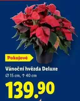 Lidl Vánoční hvězda Deluxe nabídka