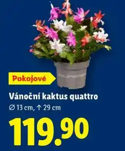 Lidl Vánoční kaktus quattro nabídka