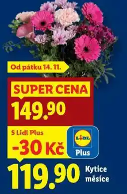 Lidl KYTICE MĚSÍCE nabídka
