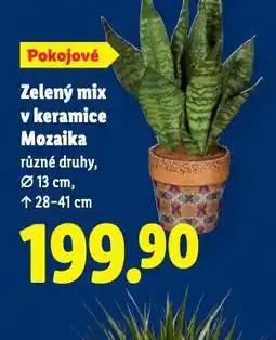 Lidl Zelený mix v keramice mozaika nabídka