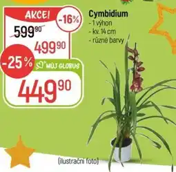Globus Cymbidium nabídka