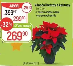 Globus Vánoční hvězdy a kaktusy nabídka