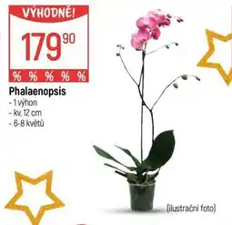 Globus Phalaenopsis nabídka