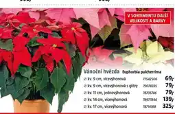Bauhaus Vánoční hvězda Euphorbia pulcherrima nabídka