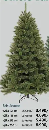 Bauhaus Bristlecone nabídka