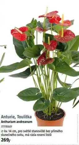Bauhaus Anturie, Toulitka Anthurium andreanum 77770501 nabídka