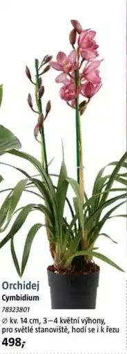 Bauhaus Orchidej Cymbidium nabídka