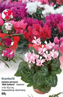 Bauhaus Brambořík Cyclame persicum 'Midi Outland' 76089505 kv. nabídka