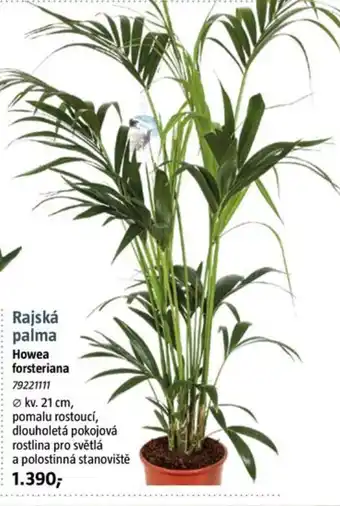 Bauhaus Rajská palma Howea forsteriana nabídka