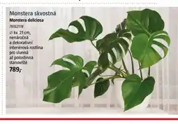 Bauhaus Monstera skvostná Monstera deliciosa nabídka