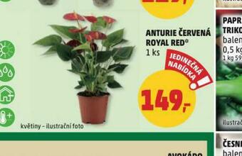 Penny Market Anturie červená royal red nabídka