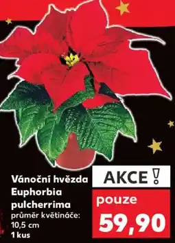 Kaufland Vánoční hvězda Euphorbia pulcherrima nabídka