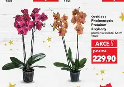 Kaufland Orchidea phalaenopsis nabídka