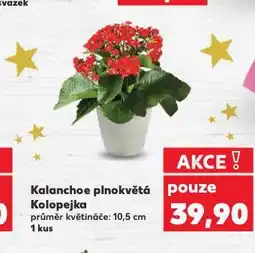 Kaufland Kalanchoe plnokvětá kolopejka nabídka
