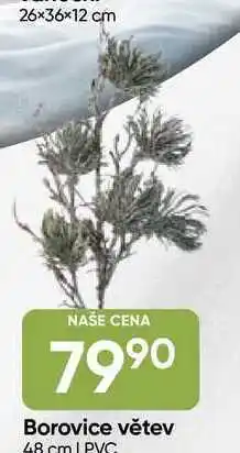 Hruška Borovice větev 48 cm PYG nabídka