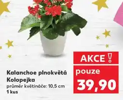 Kaufland Kalanchoe plnokvětá Kolopejka nabídka