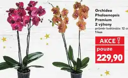 Kaufland Orchidea Phalaenopsis Premium 2 výhony nabídka
