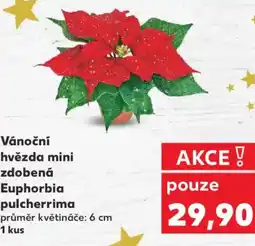 Kaufland Vánoční hvězda mini zdobená Euphorbia pulcherrima nabídka