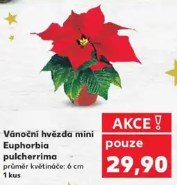 Kaufland Vánoční hvězda mini Euphorbia pulcherrima nabídka