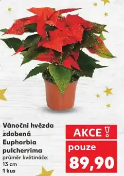 Kaufland Vánoční hvězda zdobená Euphorbia pulcherrima nabídka