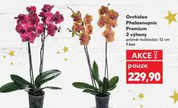 Kaufland Orchidea Phalaenopsis „Premium“ nabídka
