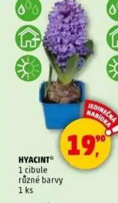 Penny Market HYACINT 1 cibule různé barvy nabídka
