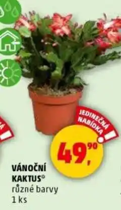 Penny Market Vánoční kaktus nabídka
