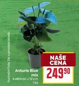 Billa Anturie Blue mix květináč 12 cm 1ks nabídka